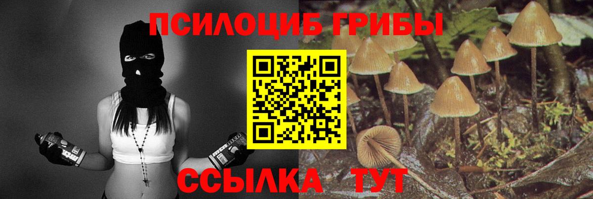 Галлюциногенные грибы Cubensis  Псилоцибиновые грибы мицелий  Александров  Вход с VPN 